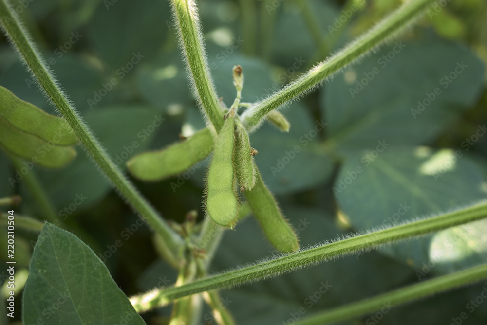 Naklejka premium Glycine max