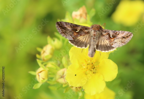 Silver Y (Autographa gamma) moth sitting on cinquefoil (Dasiphora fruticosa) photo