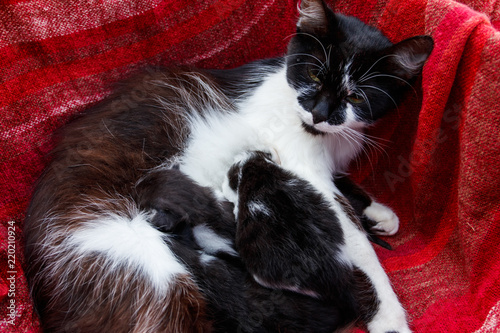 Fototapeta Naklejka Na Ścianę i Meble -  Cat nursing her small kittens