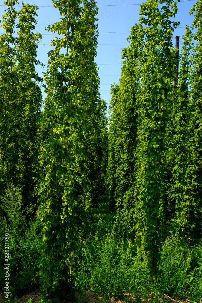 Hopfengärten bei Tettnang Hopfengärten bei Tettnang