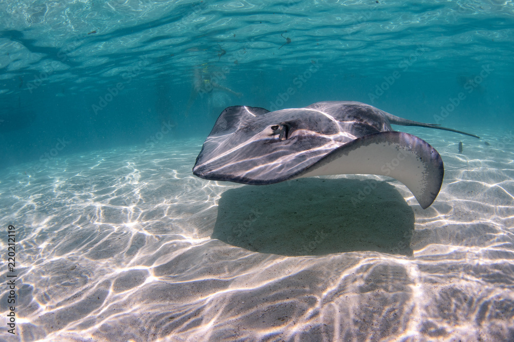 Foto Stingray in french polynesia