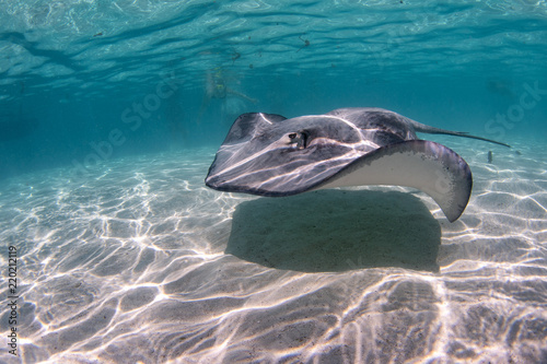 Bild auf Leinwand Stingray in french polynesia