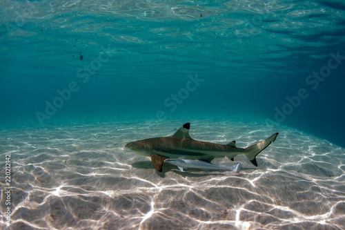 black tip shark underwater polynesia photo
