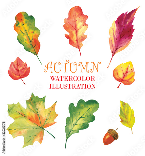  Watercolor pattern, autumn leaves on a white background.