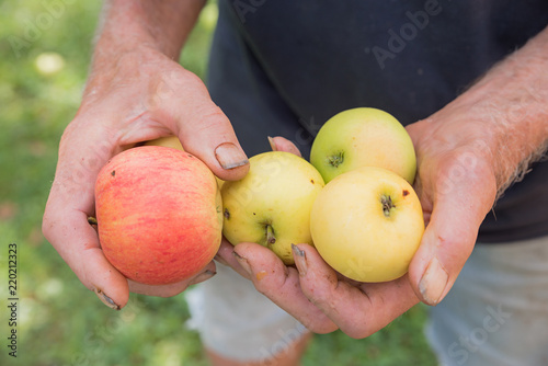 Senior hält gepflückte Äpfel in den Händen