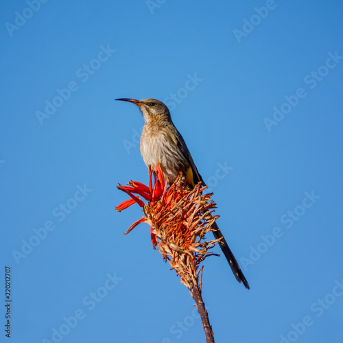 Cape Sugarbird