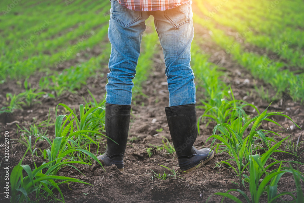 Farmer in rubber boots standing in his corn field with light of the sunset in evening Farmer in rubber boots standing in his corn field with light of the sunset in evening