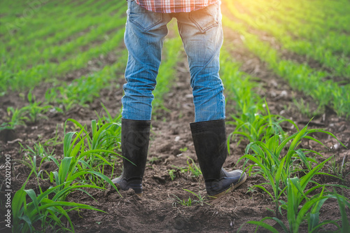 Farmer in rubber boots standing in his corn field with light of the sunset in evening