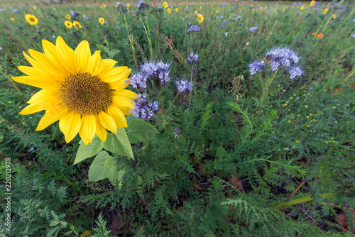 Fototapeta Naklejka Na Ścianę i Meble -  Champs de fleur