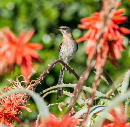 Cape Sugarbird photo