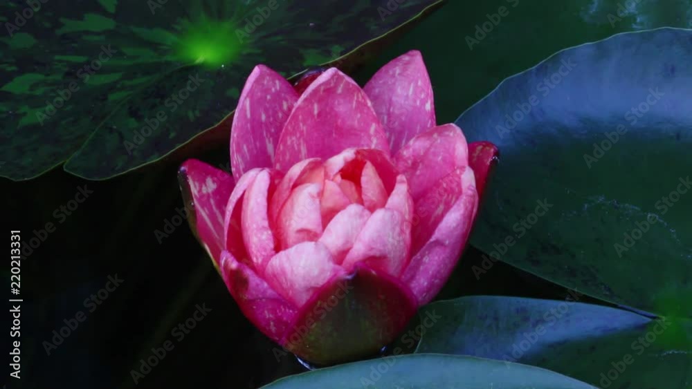 Time lapse footage.Opening beautiful water lily flower in the lake . Pink lily, Nymphaea reflection in the pond