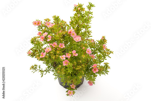 Obraz na plátně Potentilla fruticosa