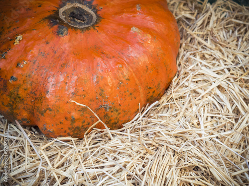 Pumpkin close-up. Orange pumpkin top view. Gourd fragment close up. Squash background. Large orange pumpkin lie in the straw
