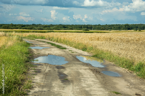 Puddles on a dirt road through a grain field, forest on the horizon