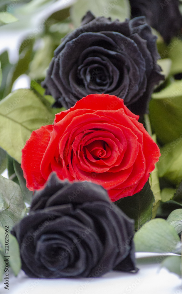Dos rosas negras y una rosa roja foto de Stock | Adobe Stock