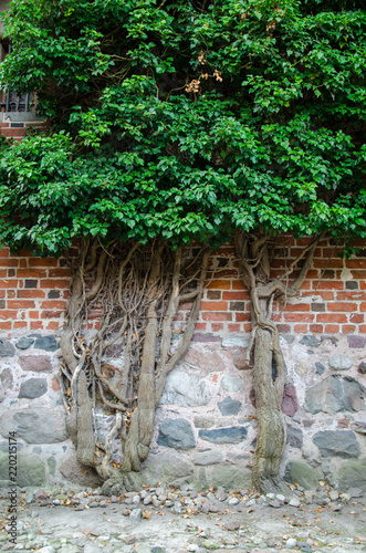 Tree with green leaves is growing on the brick wall background; Old tree trunk is leaning on the orange brick wall; tree trunk cover the old stone wall. Malbork Teutonian castle. Vertical frame.