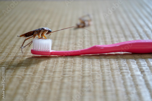 The problem in the house because of cockroaches living in the toilet, cockroach on Toothbrush