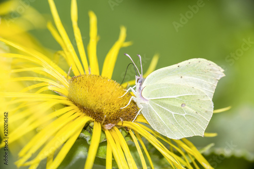 Zitronenfalter - Gonepteryx rhamni - common brimstone butterfly resting on Inula magnifica - Grosser Alant photo