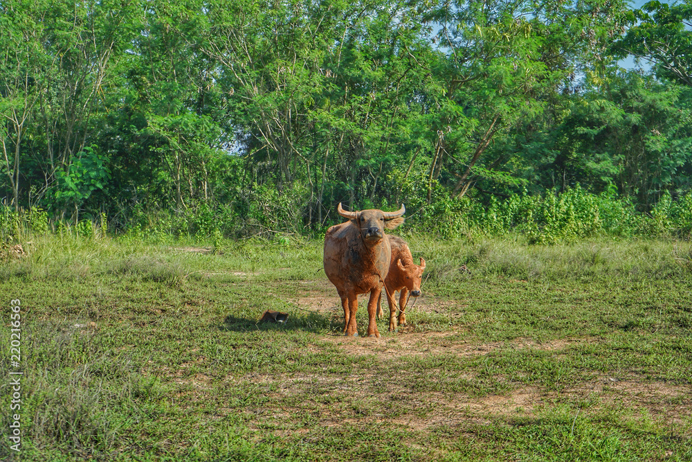 Asian Buffaloes in a field of green grass.