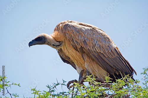 фотографія White-backed Vulture