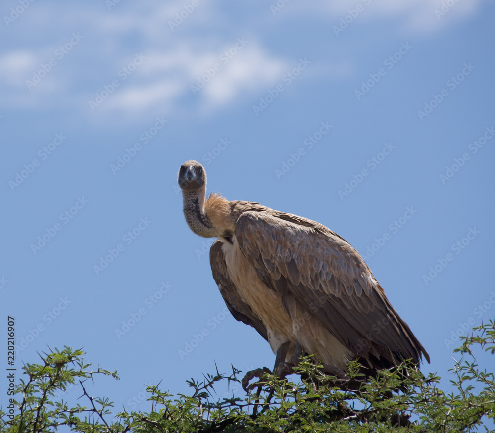 White-backed Vulture