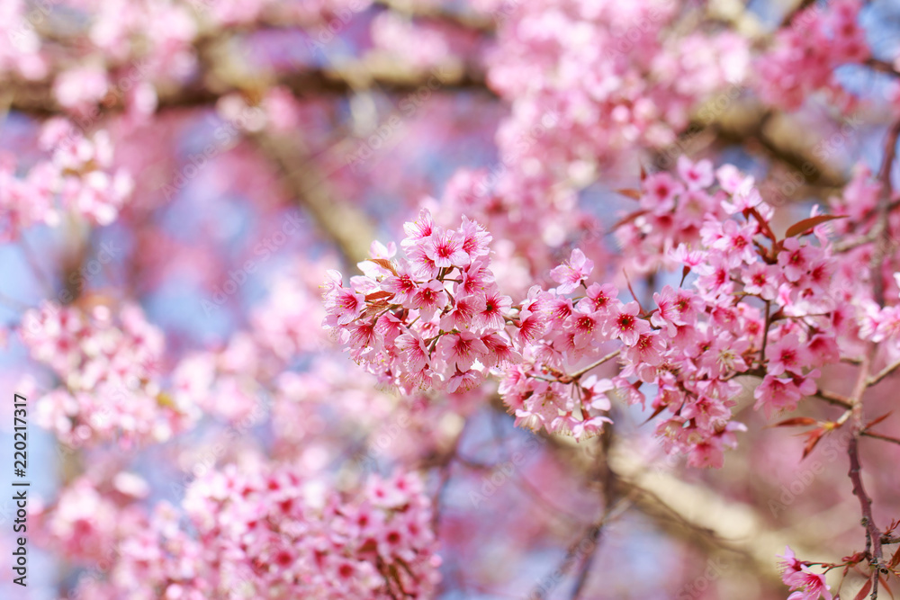 Wild Himalayan Cherry Blossoms in spring season (Prunus cerasoides), Sakura in Thailand, selective focus Wild Himalayan Cherry Blossoms in spring season (Prunus cerasoides), Sakura in Thailand, selective focus