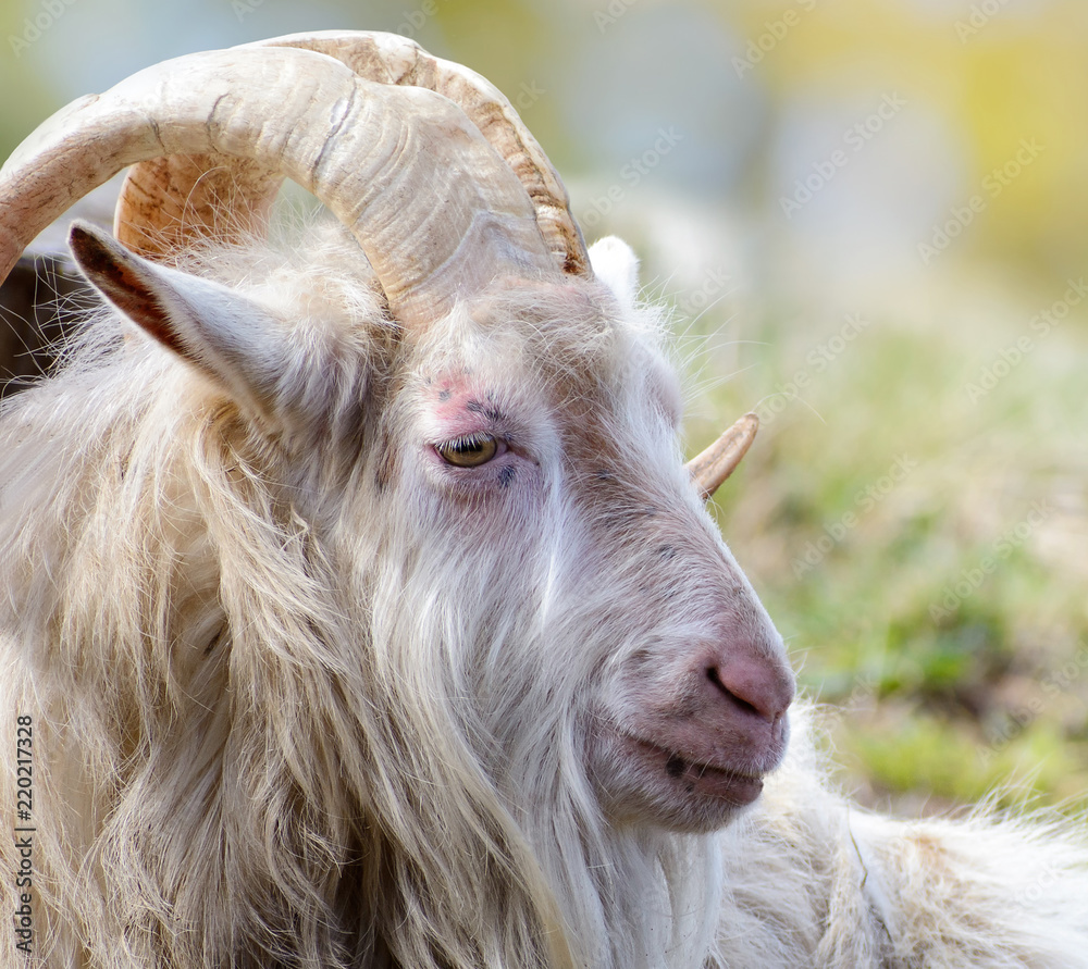 Fototapeta premium Funny old goat.