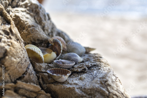 Mollusk shells. Seashells background. Texture of seashells  close up.