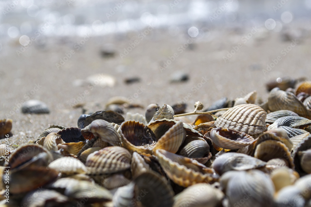 The seashells on the sand of the coast. Close up. The seashells on the sand of the coast. Close up.