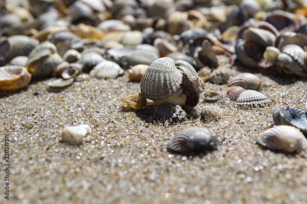 The seashells on the sand of the coast. Close up. The seashells on the sand of the coast. Close up.