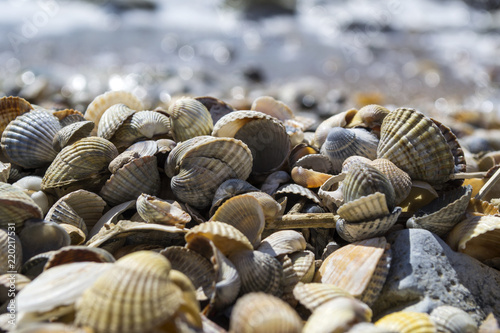 Mollusk shells. Seashells background. Texture of seashells, close up.