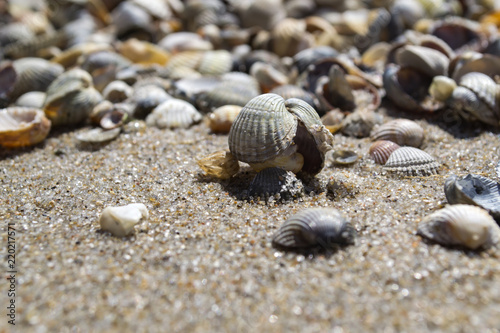 The seashells on the sand of the coast. Close up.