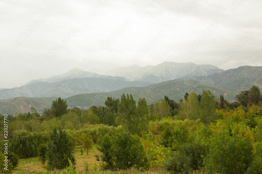 mountains in the fog and forest