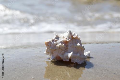 Beautiful seashell on the sand of the beach. Mollusk shell.