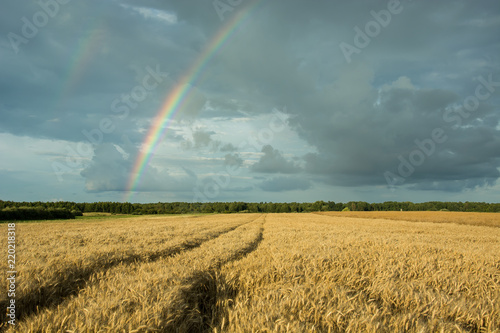 Traces of wheels in the grain and rainbow on a cloudy sky