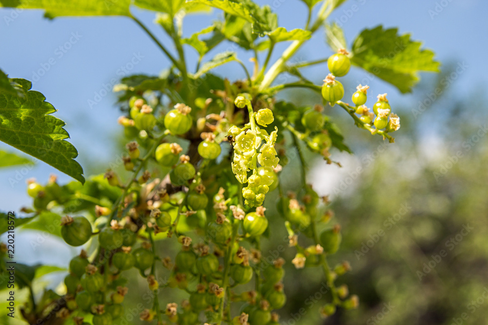 Branch of gooseberry. Green berries on gooseberry branch. Branch of gooseberry. Green berries on gooseberry branch.