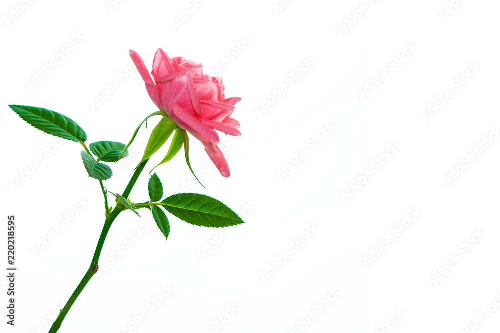 Flower bud roses on a white background