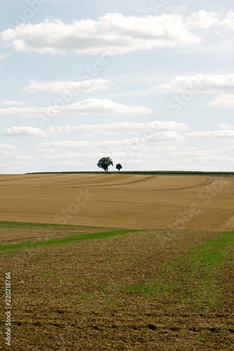Arbres solitaires dans la campagne française (Yonne Bourgogne France)
