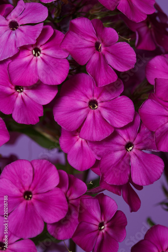 Floral wallpaper from pink phlox on a violet background, macro. © ksi