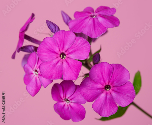 Flowers magentine phlox isolated on a pink background.