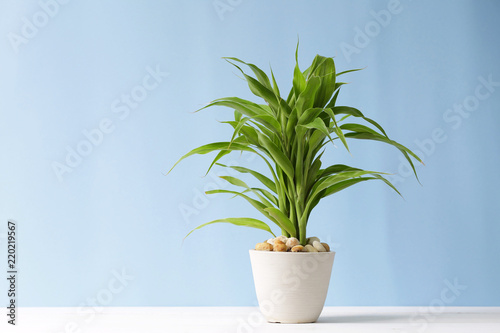 Lucky bamboo plant on table with blue background