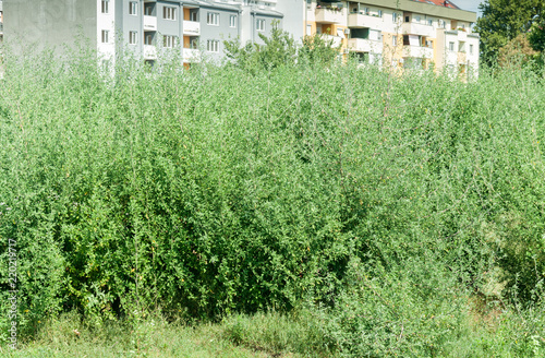 Green plant Ambrosia artemisiofolia - common annual low ragweed bush near the city danger for respiratory system allergy for people photo