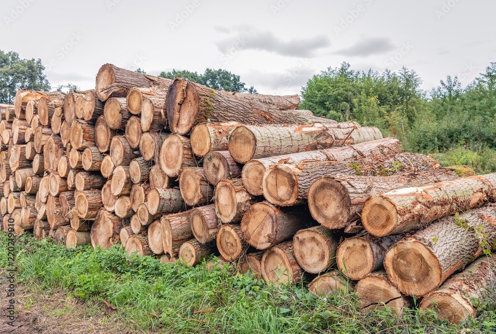 Stack of thick tree trunks in the forest