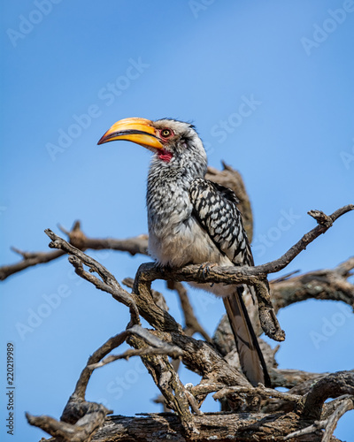 Obraz na płótnie Yellow-billed Hornbill w salonie