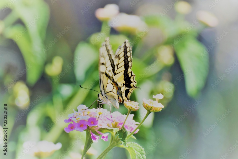 swallowtail butterfly in Cyprus