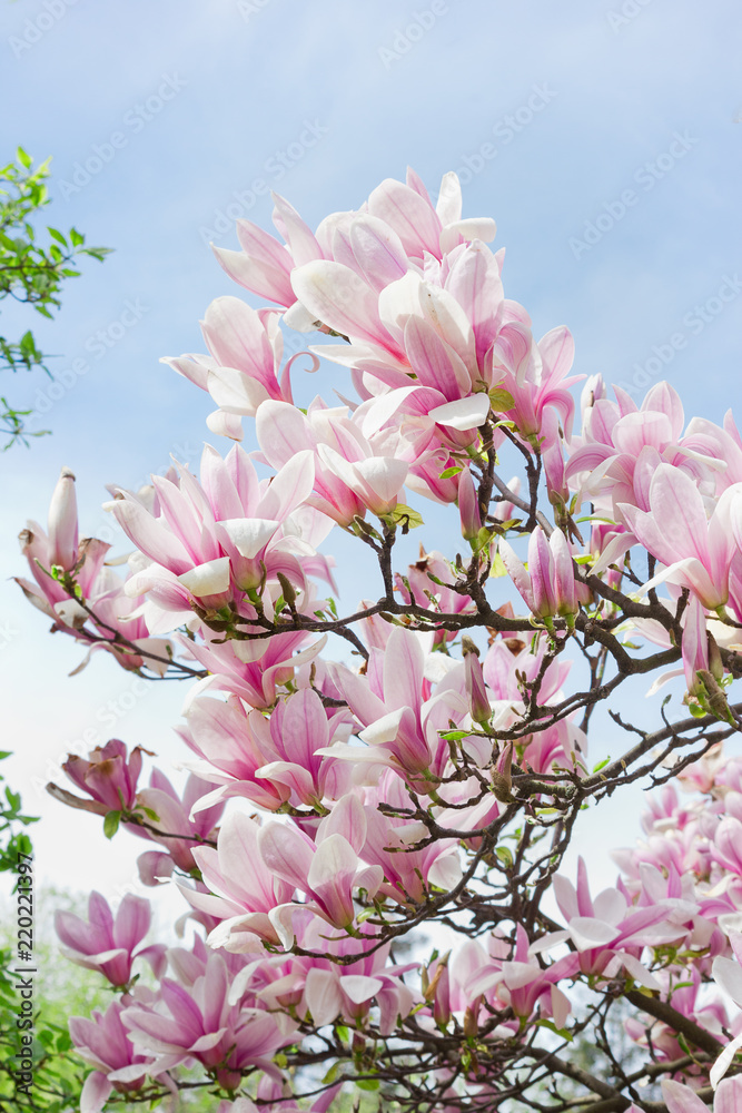 Krona blooming pink magnolias against a sky Krona blooming pink magnolias against a sky