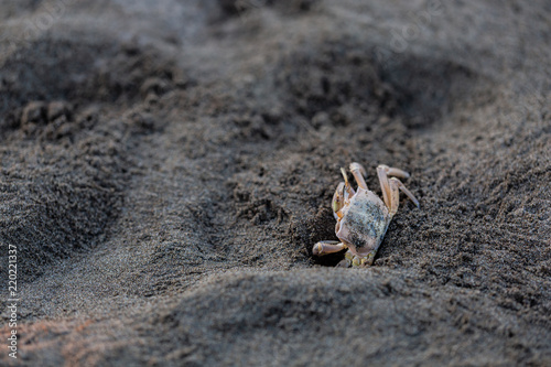 Konstfotografi Crabs. Sand. Sea coast