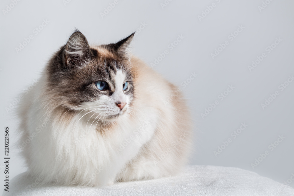 Long hair domestic cat - Ragdoll. Light color coat with dark ends and blue eyes. Sitting down with light plain background.