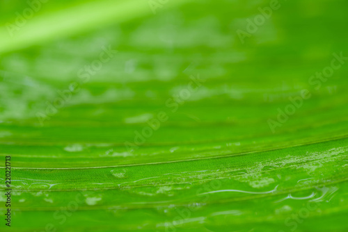 green leaf under flowing water macro background