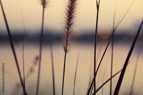 Close up of brown grass flower with golden light bokeh over a lake, vintage toned color, nature abstract background.